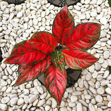 Aglaonema Red Venus Free Pithosanitary Ship By Dhl Express for sale  Shipping to South Africa
