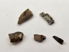 Tyrannosaur tooth fragments for sale  Rockledge