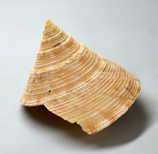Shells - Calliosostoma Formosense 48.2 mm.  seashell Taiwan for sale  Shipping to South Africa