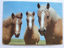 Postkarte pferde ddr gebraucht kaufen  Hamburg