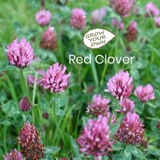 Grow red clover for sale  BIRKENHEAD