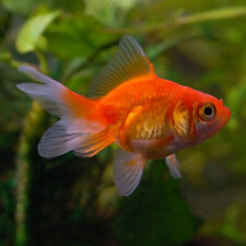 Fancy fantail goldfish for sale  BOLTON