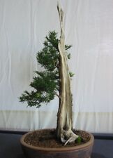 Samen bonsai eibe gebraucht kaufen  Calw