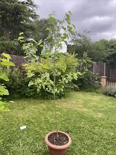 Fruit tree black for sale  LONDON