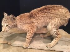 Nice sneaking bobcat for sale  Weatherford