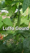 Luffa gourd seeds for sale  Shipping to Ireland