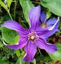 Clematis integrifolia 15 for sale  Shipping to Ireland