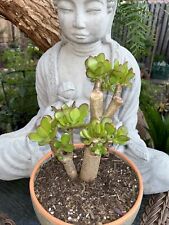 Jade plant crassula for sale  Van Nuys