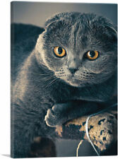 Artcanvas scottish cat for sale  Niles