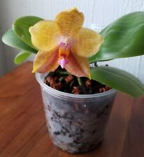 phalaenopsis orchid for sale  COULSDON