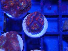 Rainbow acan coral for sale  CLACTON-ON-SEA