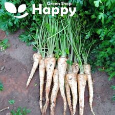 Parsley root osbourne for sale  DONCASTER