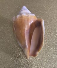 Quality Find Florida Conch Seashell, used for sale  Shipping to South Africa