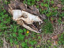 Alabama coyote skull for sale  Gordon