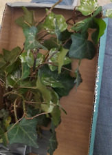 trailing ivy for sale  CHESTER