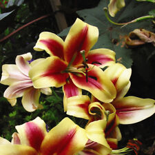 Lily tree starburst for sale  IPSWICH