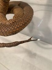 Cobra reale imbalsamato usato  Seregno