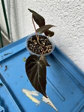 Begonia burkillii dark gebraucht kaufen  Essen