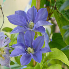 Clematis hardy shrub for sale  IPSWICH