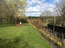 Best value hedge for sale  ALTON