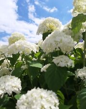 Freiland hortensien incredibal gebraucht kaufen  Erwitte