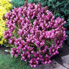 Prunella grandiflora rubra d'occasion  Luzech