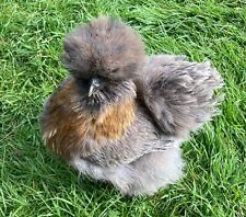 Bearded silkie hatching for sale  LIFTON