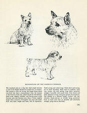 Norwich terrier vintage for sale  COLEFORD