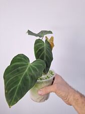 Philodendron splendid baby for sale  Shipping to Ireland