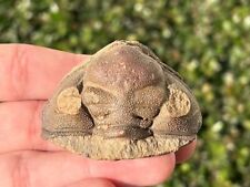 Rare bolivia fossil for sale  Coppell