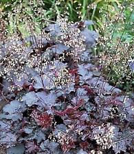 Purple coral bells for sale  Wadsworth