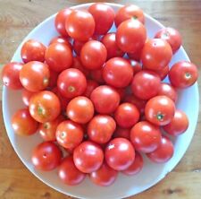 Camone tomaten samen gebraucht kaufen  Bad Dürkheim