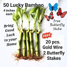 Lucky bamboo inches for sale  Shipping to Ireland