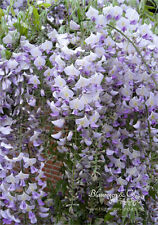 Blauregen wisteria glyzine gebraucht kaufen  Bad Zwischenahn
