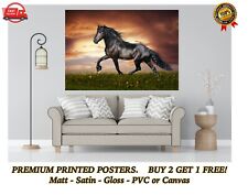 Black stallion horse for sale  DARTFORD