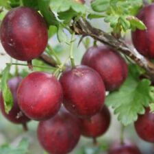 Gooseberry giggles red for sale  IPSWICH