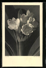 Photo-AK Adalbert Defner: Clivia 1933  for sale  Shipping to South Africa
