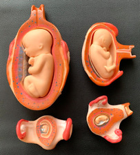 Usado, Modelos educacionais de desenvolvimento fetal anatômico humano bebê anatomicamente precisos comprar usado  Enviando para Brazil