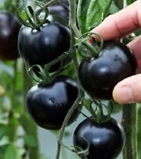 Black cherry tomatoes for sale  OXFORD
