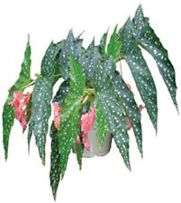 Angelwing begonia special for sale  Mobile