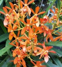 Rare renanthera philippinensis for sale  HALSTEAD