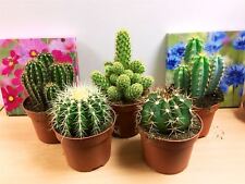 Large mature cacti for sale  BIRMINGHAM