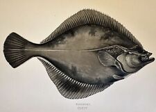 Passera mare flounder usato  Foligno