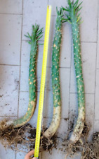 Opuntia subulata 60cm usato  San Giorgio A Cremano