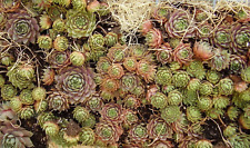 Mixed hens chicks for sale  Canton