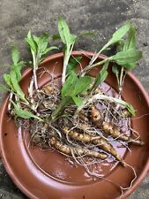 Jerusalem artichokes tubers for sale  UK