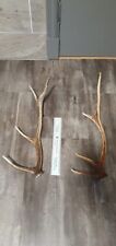 red deer antlers for sale  PITLOCHRY