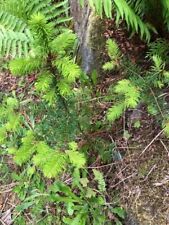 Douglas fir tree for sale  Seattle