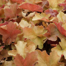 Purpurglöckchen heuchera vill gebraucht kaufen  Mittelfeld