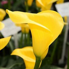 Yellow calla lily for sale  Marietta